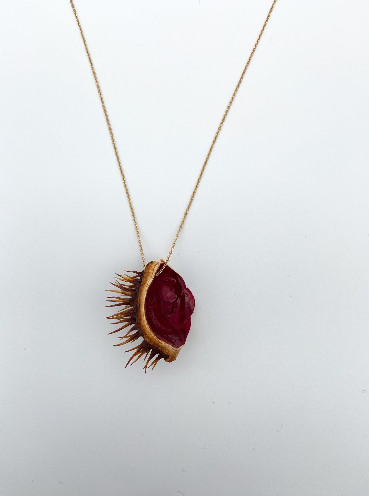 Chestnut shell with gold chain, red